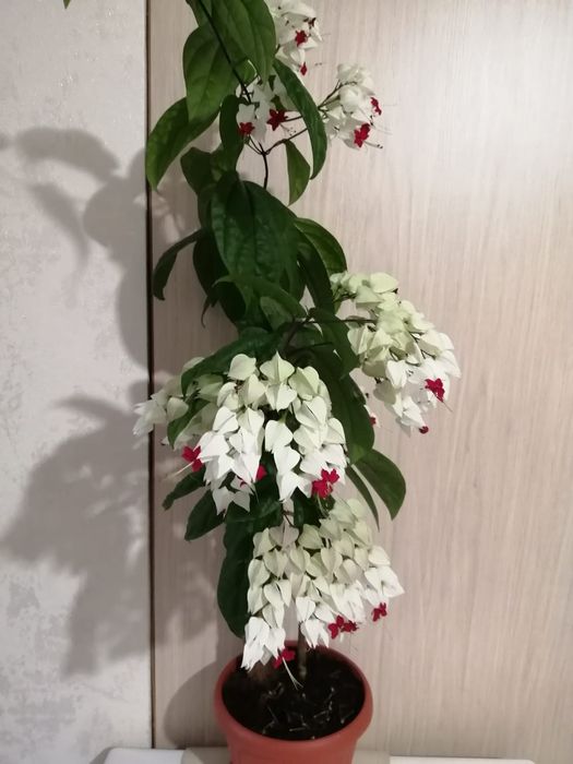 Комнатные цветы продам