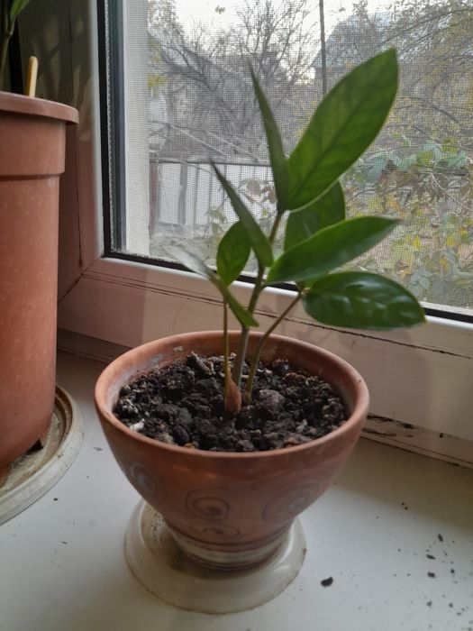 Замиокулькас (долларовое дерево)