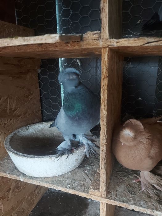 Porumbei Jucatori de botosani