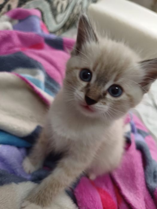 Котята домашние отдам