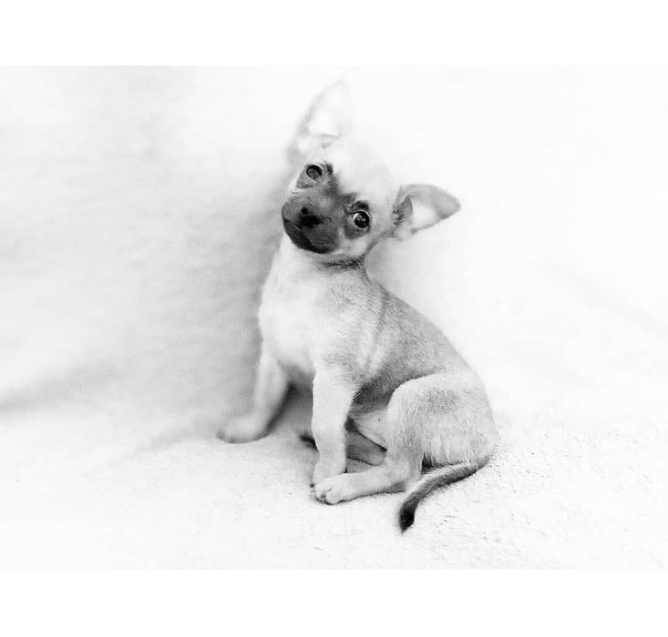 Ищем невесту  для  кобеля