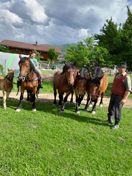 Iepe de vanzare  foarte cuminti