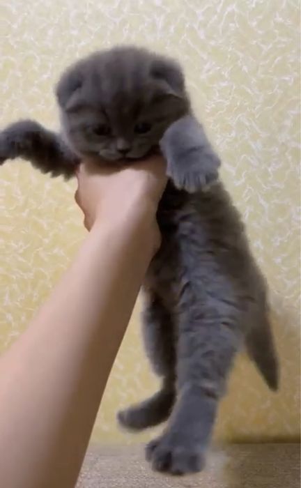 Шотландские котята шоу класса