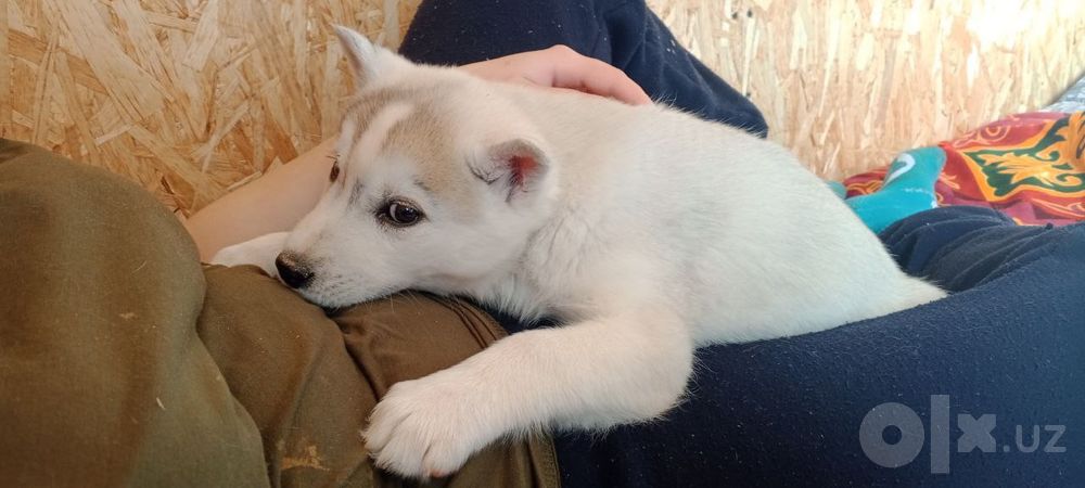 Srochna xaski bori ga oxshaydi qiz bola