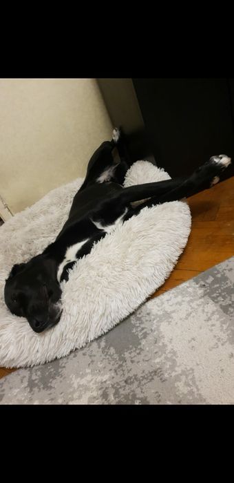 Пропала собака по кличке Гира