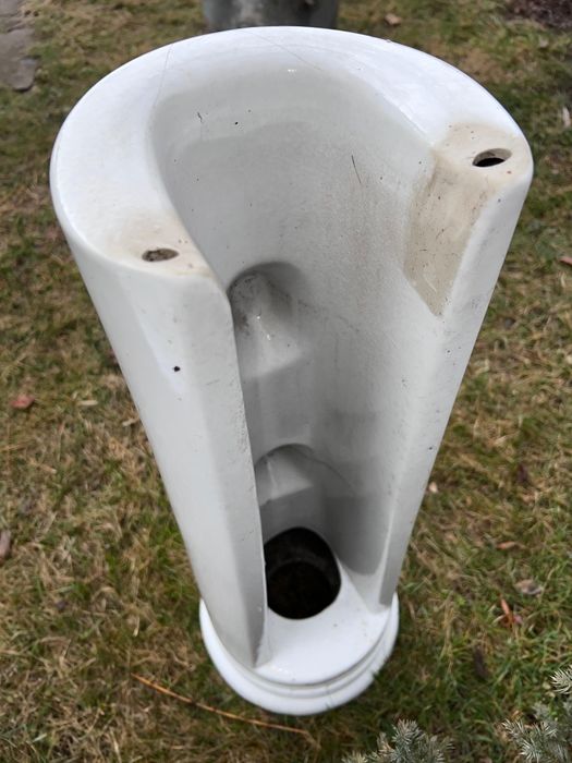 Раковина тюльпан