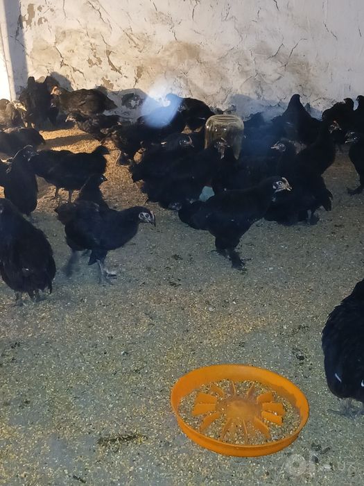 2 oylik andijon sertuhum qora tovuq jopjalari