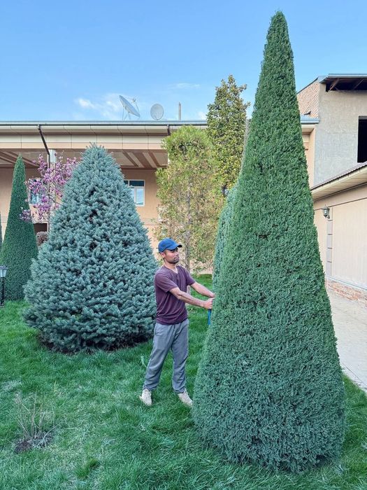 Archa kesish Archalarga shakil berish va Dorillash