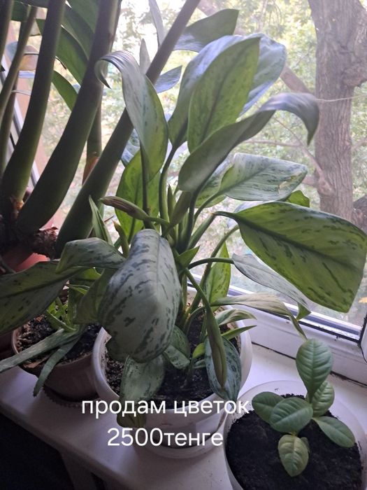 Продам цветы комнатные