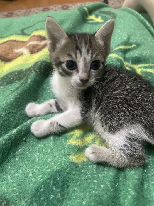 Отдам В ДОБРЫЕ Руки котят