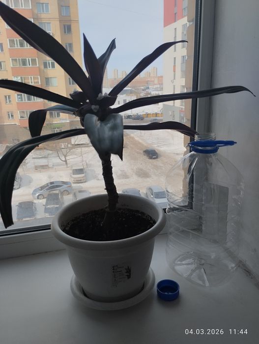 Отдаю цветы пальмы красивые