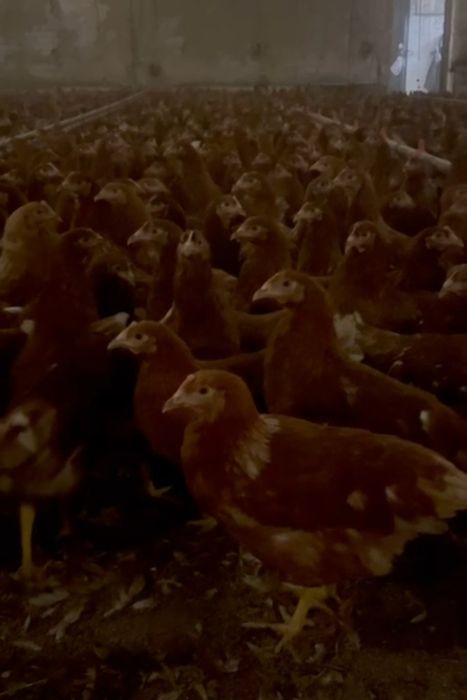 Курочки молодки ломан браун