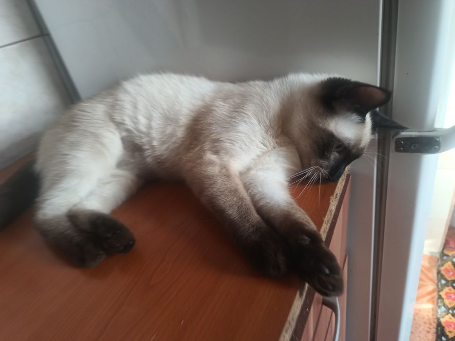 Motănaș rasa siameza.