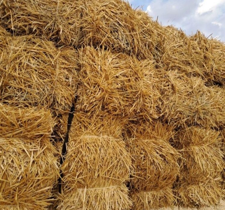 Somon press Beda Qamish Yunusobod