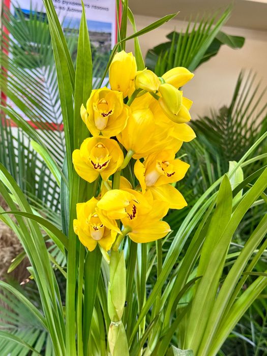 Цимбидиум. Орхидея