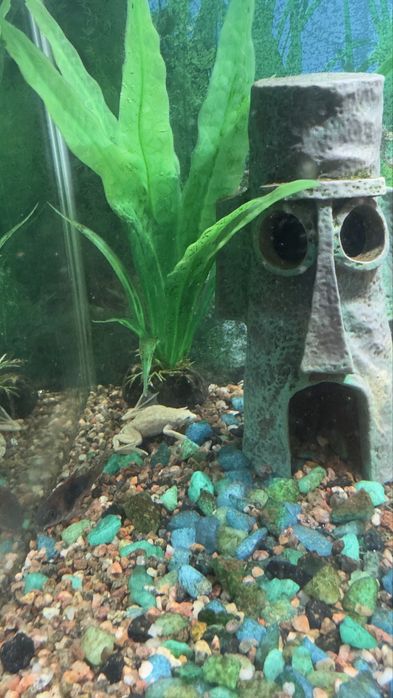 Продам готовый аквариум 40 л с рыбками!