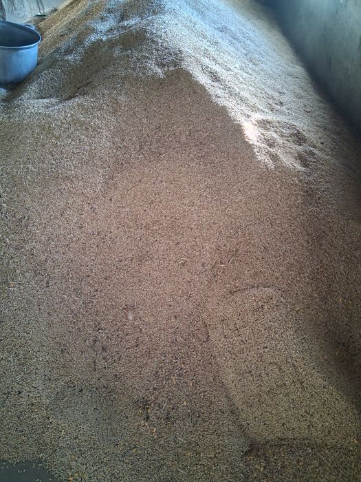 Orzosica, porumb ,ciocani