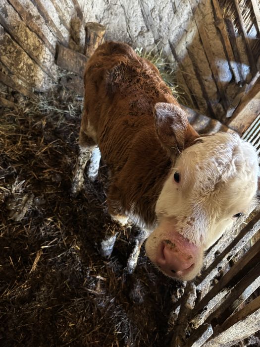 Продам телочку 2 мес