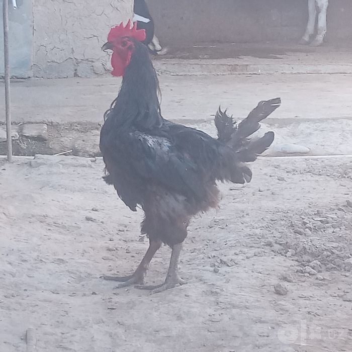 Gigant qora shaxzoda xöroz sotiladi