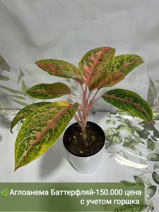 Антуриум, Аглаонема, Эпипренум