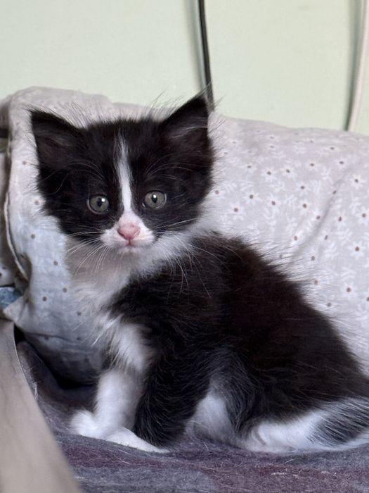 Продаются котята.