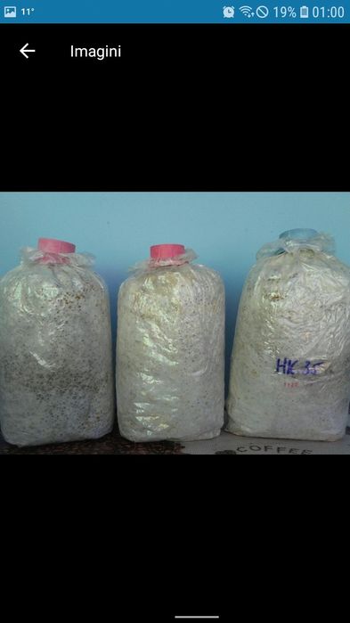 Miceliu pentru ciupercile Pleurotus.