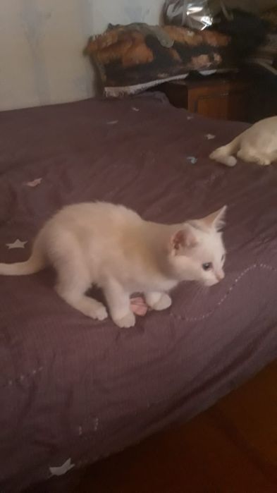 отдам котёнка британец