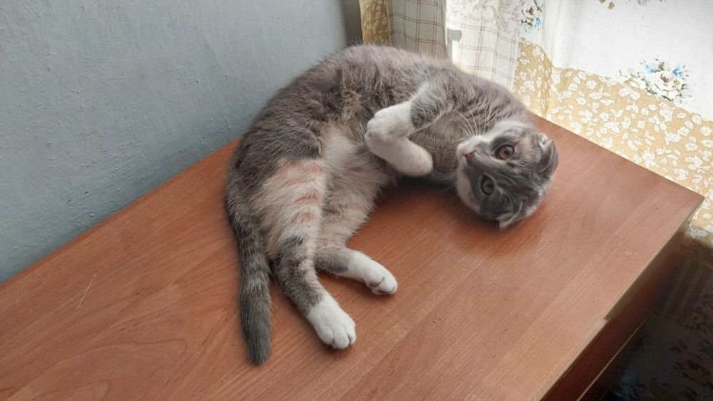 Продам кошечку шотландская вислоухая Скоттиш фолд