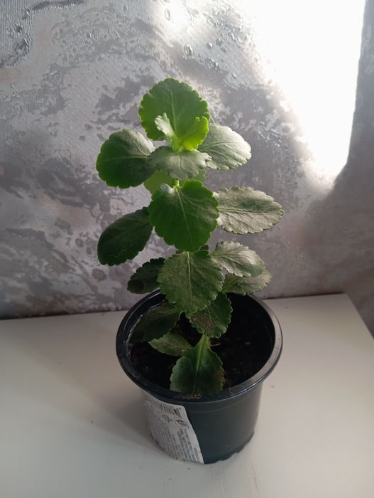 Цветы  Коланхоэ.