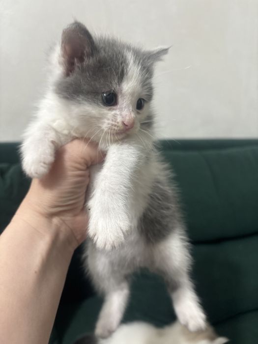 Котята и кошки в дар