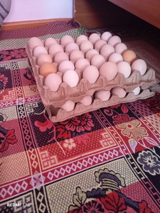 Инкубационные яйца