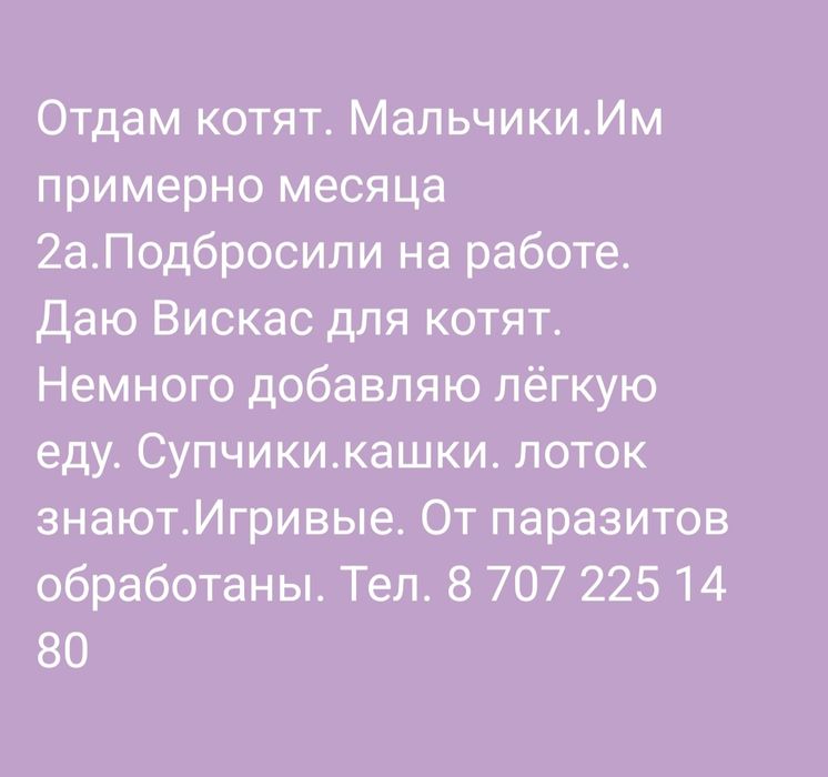 Отдам котят в хорошие руки