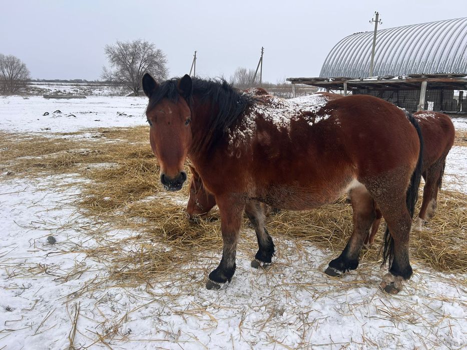 Кобылы тяжеловозные