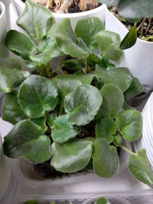 Нежная фиалка продам