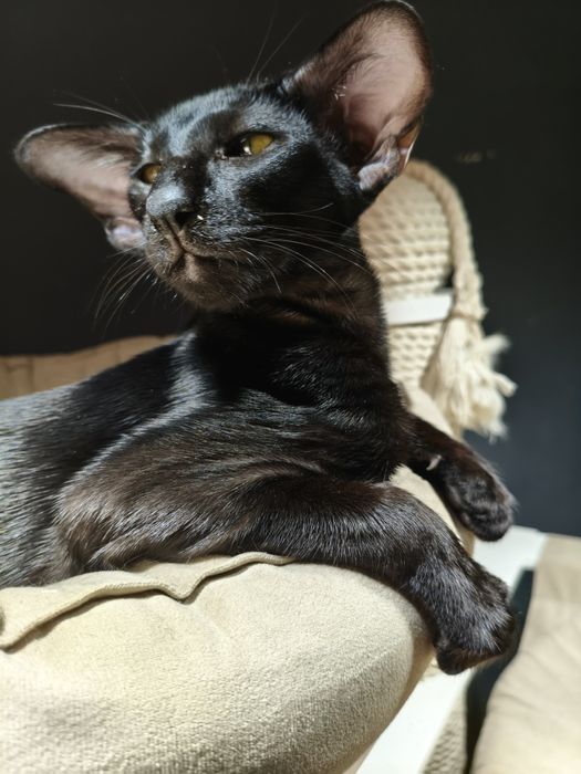 Ориентальные котята