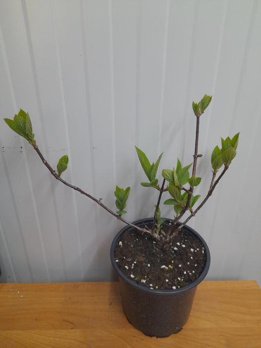 Хортензия Ванила Фрез(Ново)