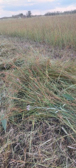 Продам сено лесное