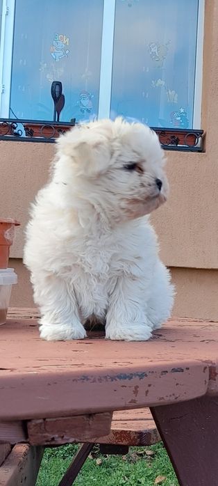 Catel bichon maltese miny