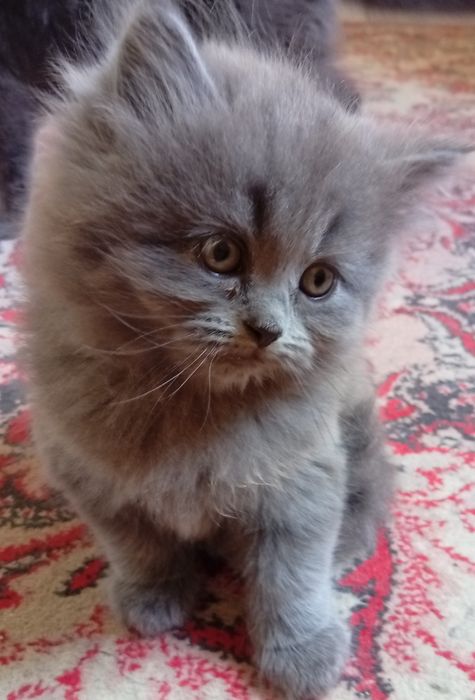 Котята британские