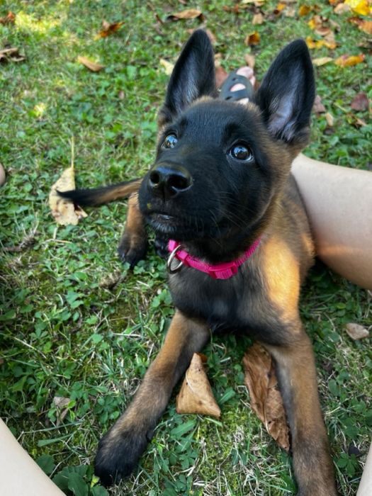 Ciobanesc Belgian Malinois - Femela, 8 saptamani, carnet de sanatate