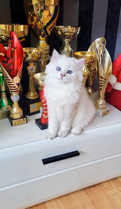 Baiat british longhair din ambii parinti Campioni Mondiali
