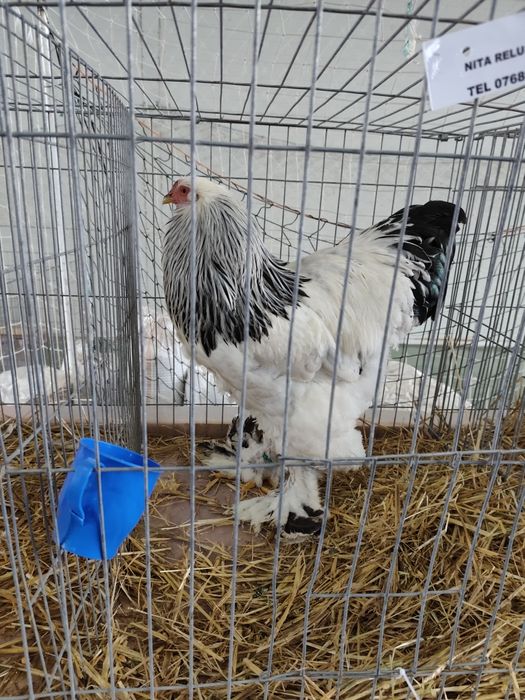 Vând păsări Brahma