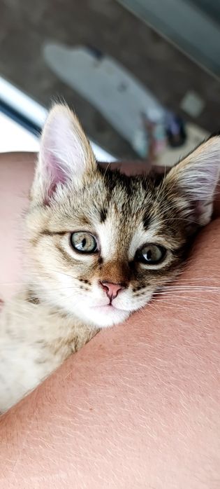 Отдам котёнка в добрые руки