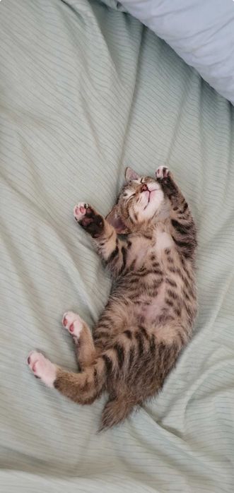 Котенок Отдадим в добрые руки