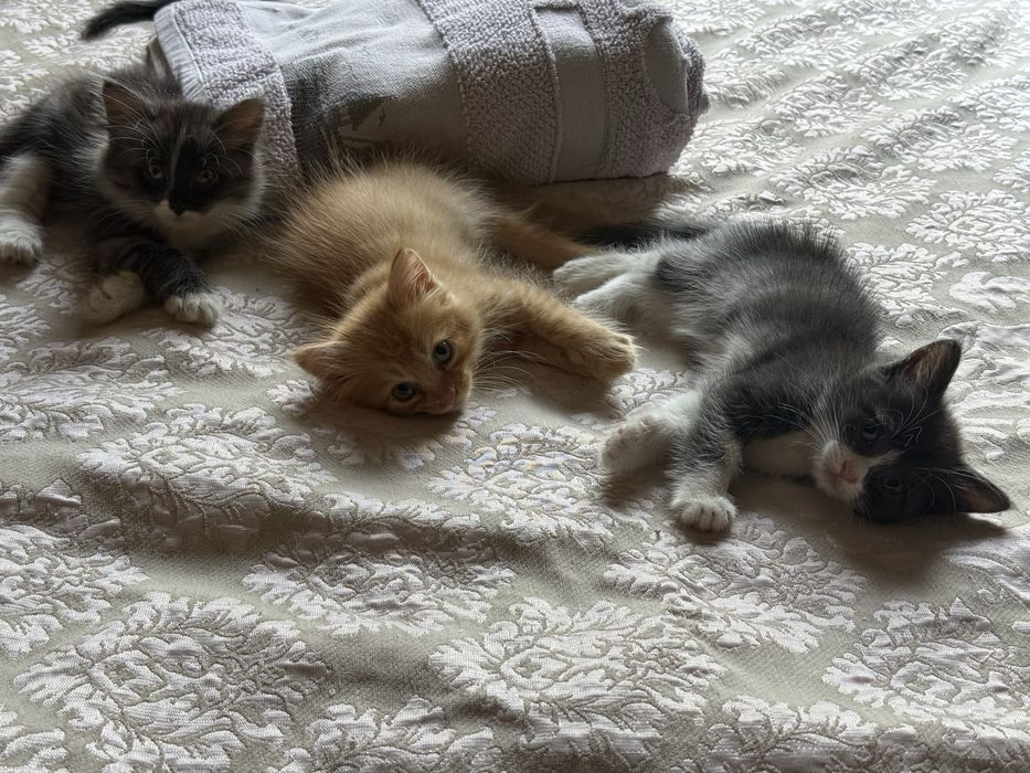 Котята, 1,7 мес., лоток знают, игривые, активный, красивые, пушистые