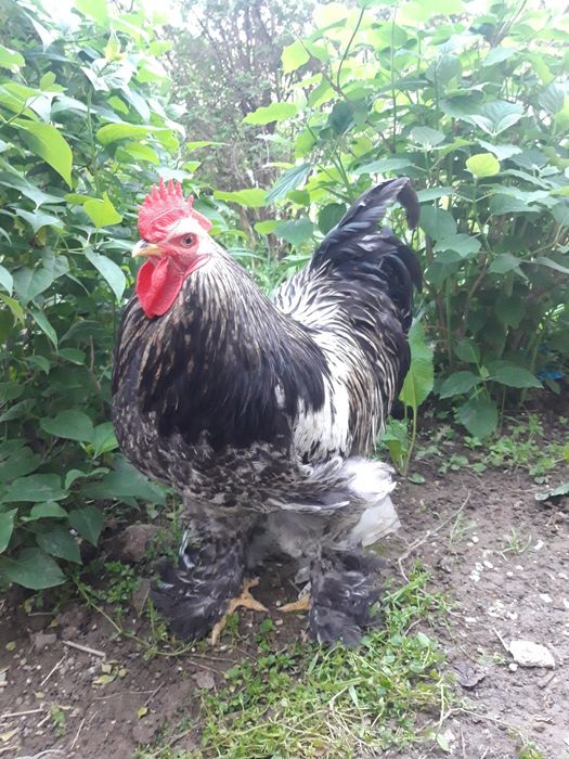 Продается петух Брама