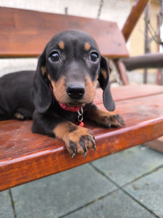 Teckel negru standard