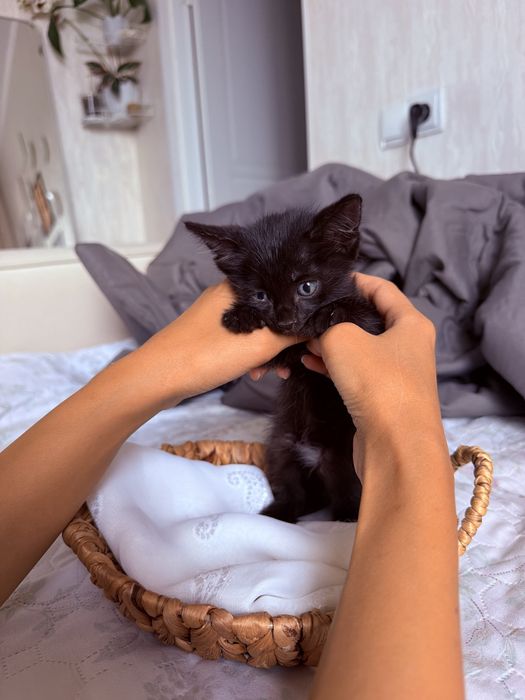 Котенок ищет дом , отдадим в дар