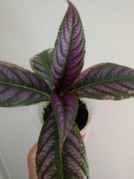 Разные комнатные цветы