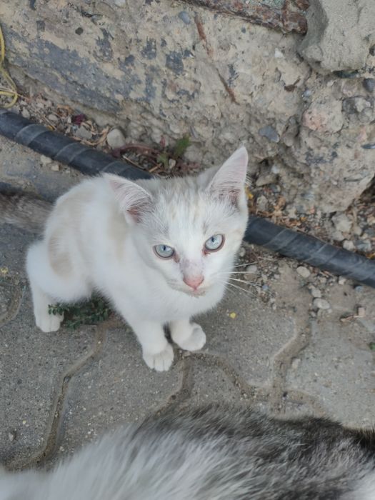Котенок мальчик  в добрые руки